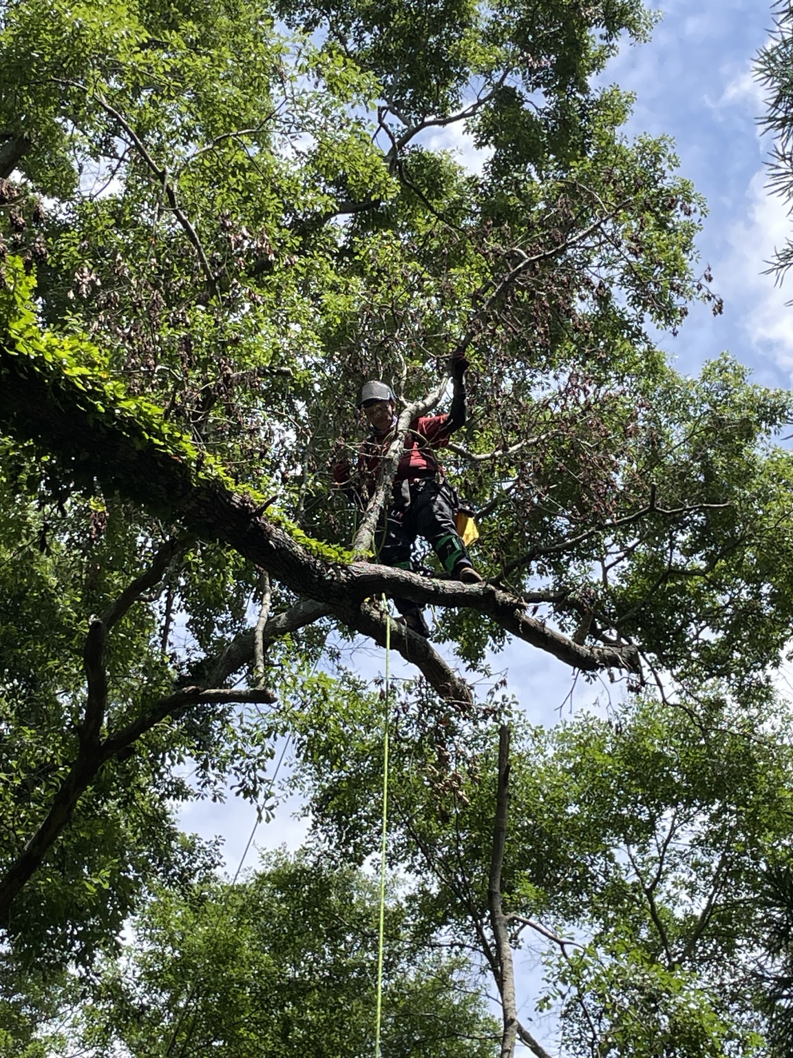 Oak Hill Firewood tree work in progress